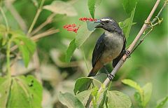 Bluish-gray Saltator